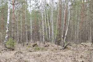 Объявление №47271 : Участок в горах оз. Таватуй